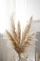 pampas grass