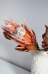 Suszona PROTEA KRÓLEWSKA
