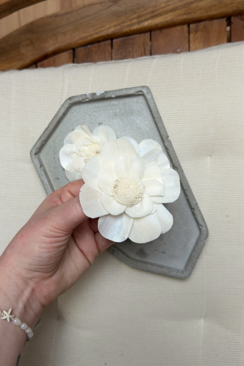 Kwiat SHOLA PROTEA SAF, 8cm