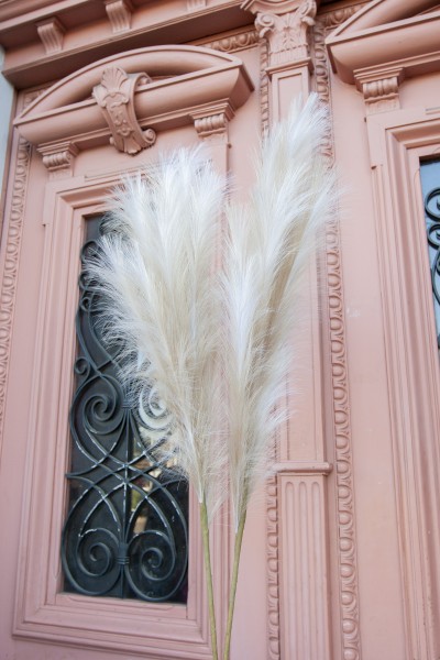 Pampas MISCANTO NUDE