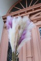 pampas