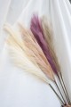 pampas grass
