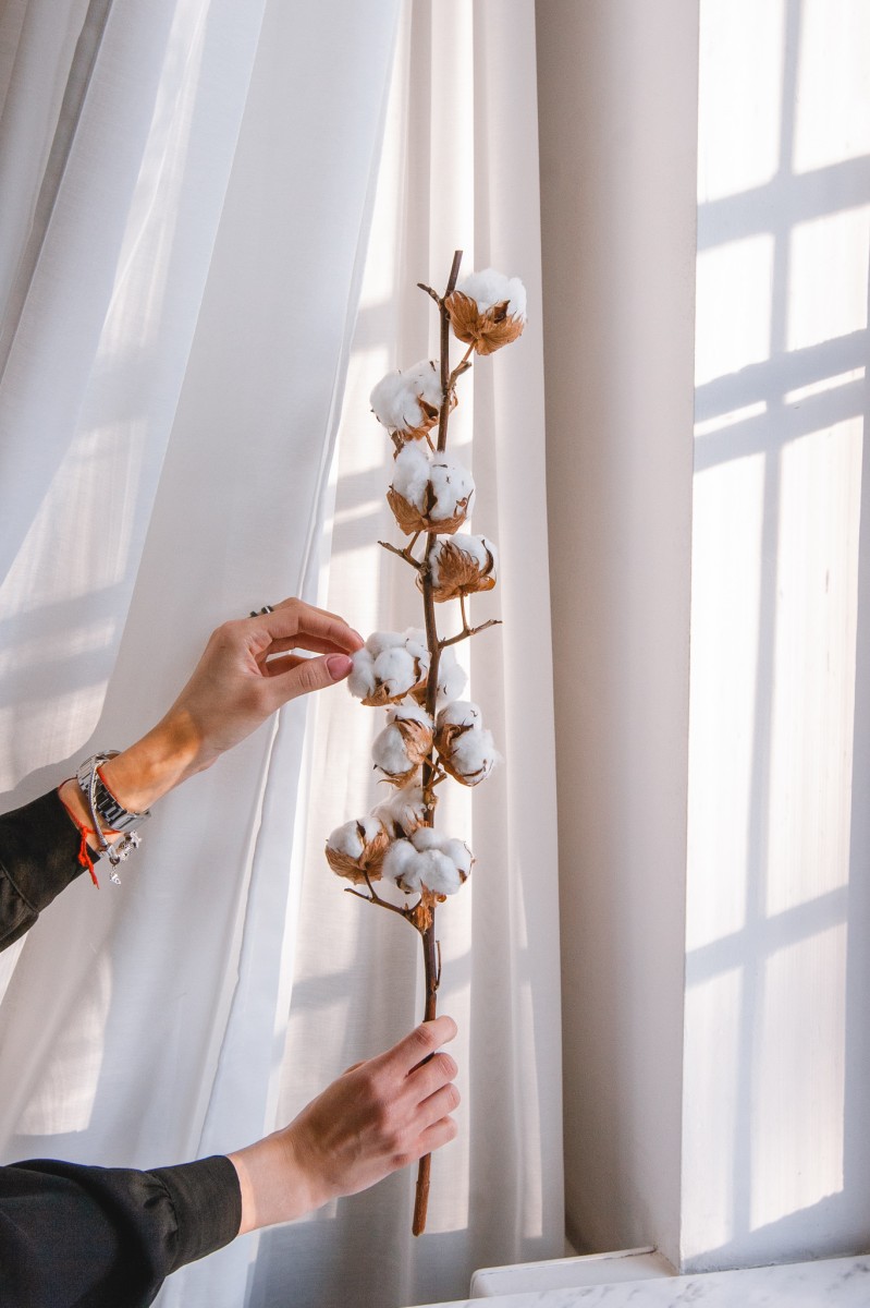 Suszona BAWEŁNA gałązka